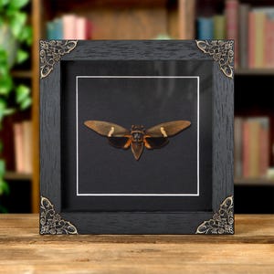 Tosena melanoptera Cicada In Baroque Style Frame From Asia