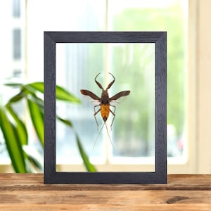 The Water Scorpion In Clear Glass Frame (Nepa cinerea)