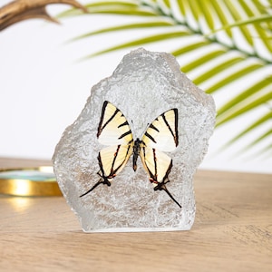 Fourbar Swallowtail Butterfly in Resin (Graphium agetes)