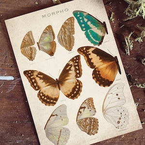 Vintage Morpho Butterfly Print, Antique Butterfly Print, Antique Butterfly Art Print, Vintage Entomology Print Wall Art - A4, A3, A2