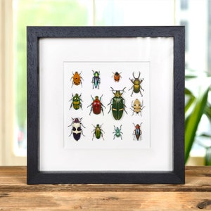 Multiple Insect Display in Box Frame