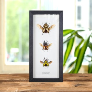 Aziatisch Coleoptera-trio in lijst (Allotopus rosenbergi, Odontolabis sommeri en Lamprima adolphinae)