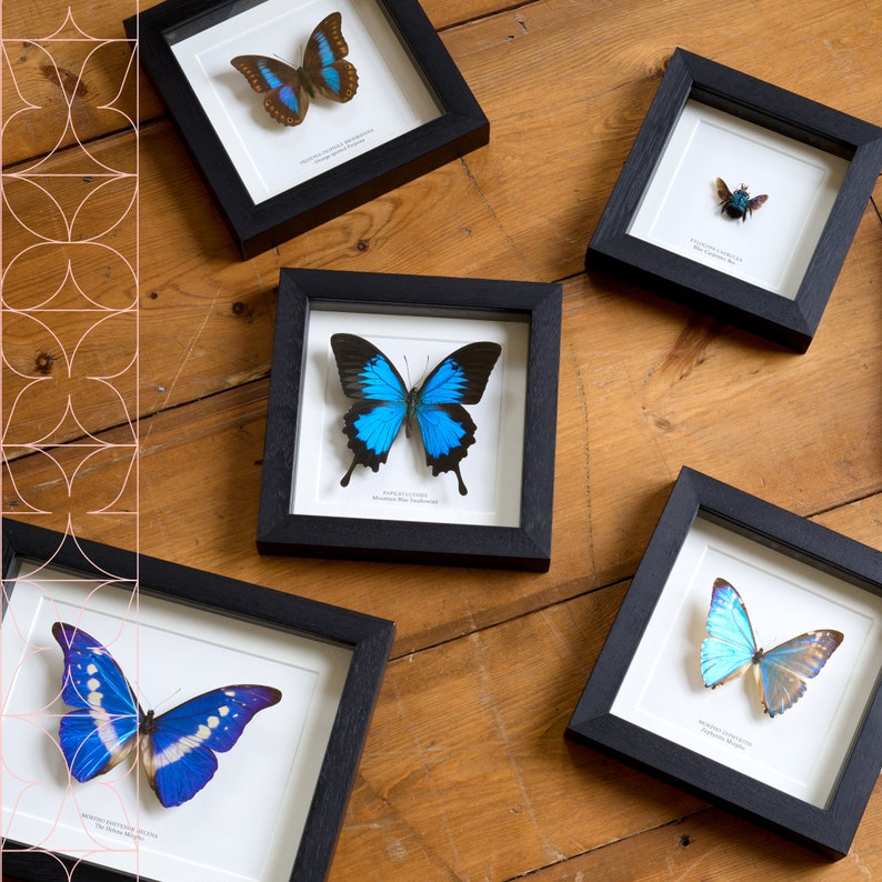 Puede incluir: Colecci&oacute;n de espec&iacute;menes de mariposas enmarcadas. Cada mariposa se exhibe en un marco negro con un paspart&uacute; blanco. Las mariposas tienen varios colores, incluyendo azul, marr&oacute;n y tonos iridiscentes. Los marcos est&aacute;n dispuestos sobre una superficie de madera.