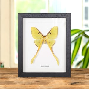 Female Malaysian Moon Moth In Box Frame (Actias maenas diana)