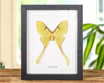 Female Malaysian Moon Moth In Box Frame (Actias maenas diana)