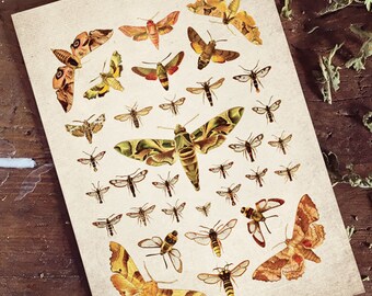 Antike Motte Druck, Vintage Entomologie Wandkunst