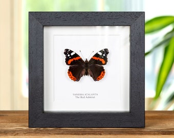 The Red Admiral in Box Frame (Vanessa atalanta)