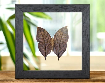 Dead Leaf Butterfly In Clear Glass Box Frame (Kallima inachus)