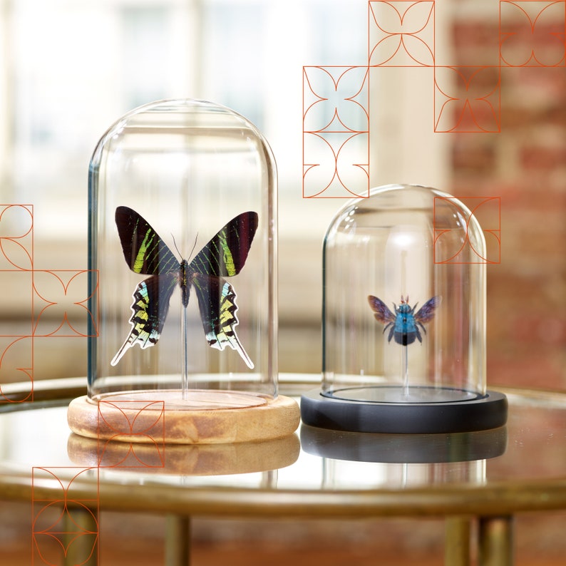 May include: Two glass cloches showcasing preserved insects. One cloche features a large butterfly with black, green, and yellow markings, mounted on a wooden base. The other displays a blue insect on a black base. Both are on a reflective surface.