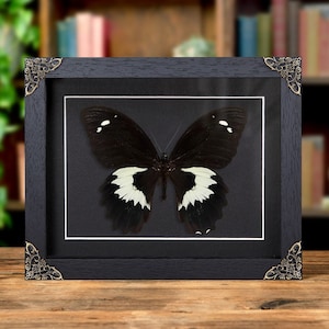 Swallowtail Butterfly In Baroque Style Frame (Papilio gambrisius)