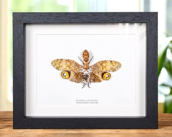 Peanut-headed Lanternfly In Box Frame (Fulgora laternaria)