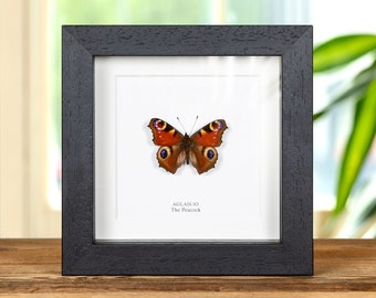 May include: A framed butterfly specimen with brown, orange, and black wings. The butterfly is labeled "Aglais io The Peacock".