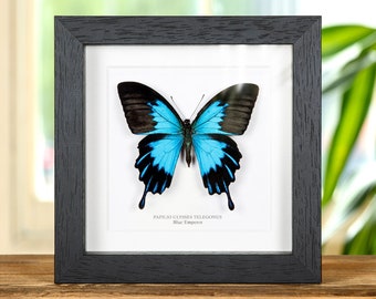 Blue Emperor Butterfly in Box Frame (Papilio ulysses telegonus)