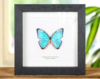 Theseus Morpho Butterfly in Box Frame (morpho Theseus Juturna) - Etsy