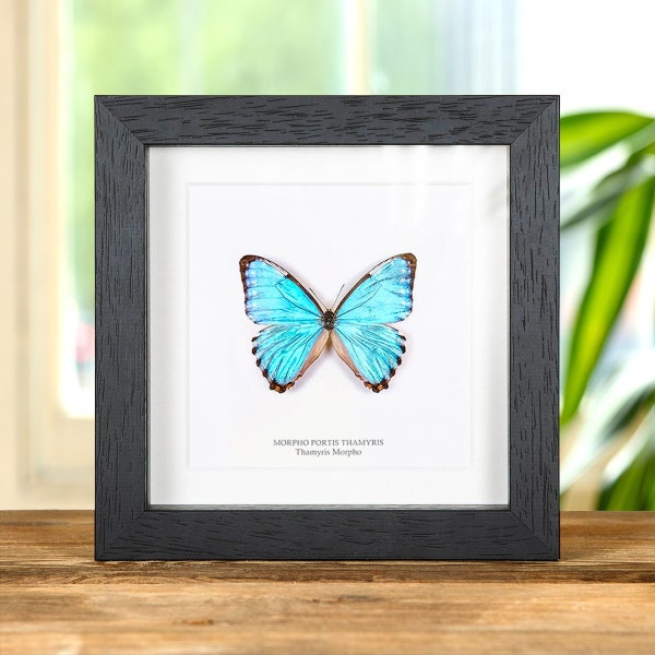 Thamyris Morpho Butterfly in Box Frame (Morpho portis)