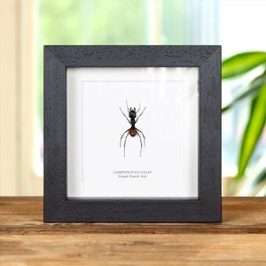 May include: A framed black and red insect specimen, identified as a "Camponotus Gigas" or "Giant Forest Ant", displayed on a wooden surface.