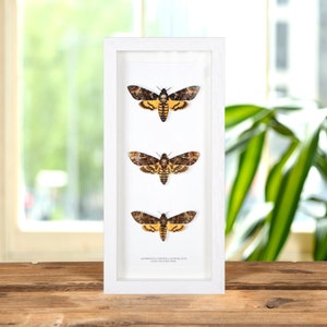 K&ouml;nnte beinhalten: Eine wei&szlig;e gerahmte Vitrine mit drei montierten Exemplaren des Totenkopfschw&auml;rmers (Acherontia Atropos). Die Falter sind braun, gelb und schwarz mit einem sch&auml;delartigen Muster auf ihrem Thorax.