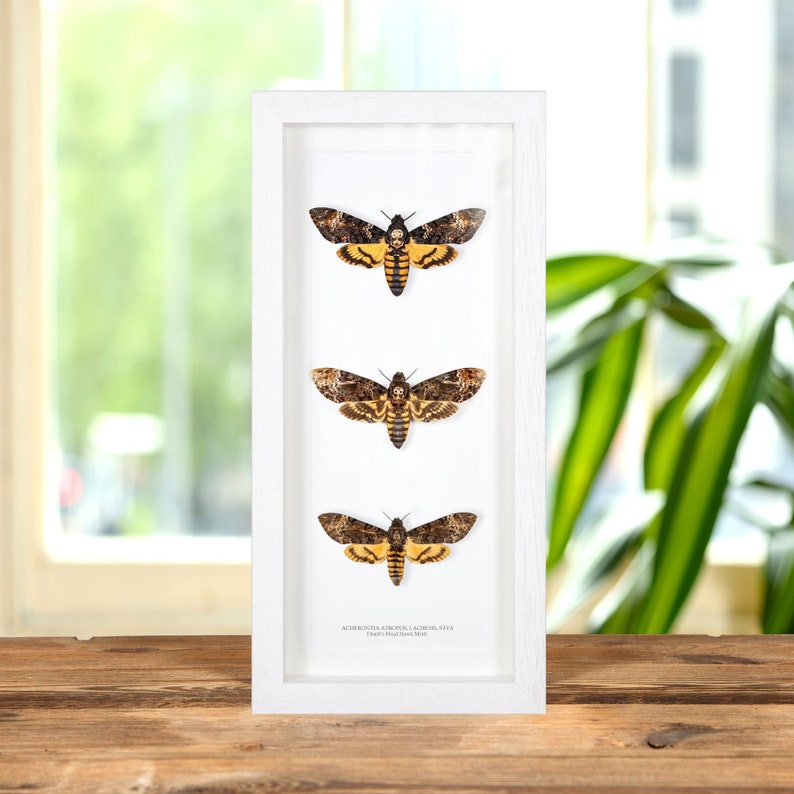 K&ouml;nnte beinhalten: Eine wei&szlig;e gerahmte Vitrine mit drei montierten Exemplaren des Totenkopfschw&auml;rmers (Acherontia Atropos). Die Falter sind braun, gelb und schwarz mit einem sch&auml;delartigen Muster auf ihrem Thorax.