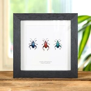 Giant Frog Beetle Trio In Box Frame (Sagra longicollis)