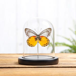 Delias Butterfly  In Glass Dome from Flores, indonesia(Delias oraia lydia)