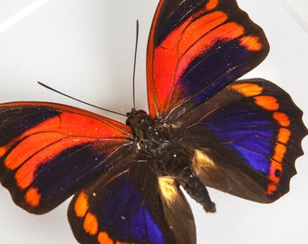 Prepona Praeneste Butterfly From Peru in Box Frame - Etsy