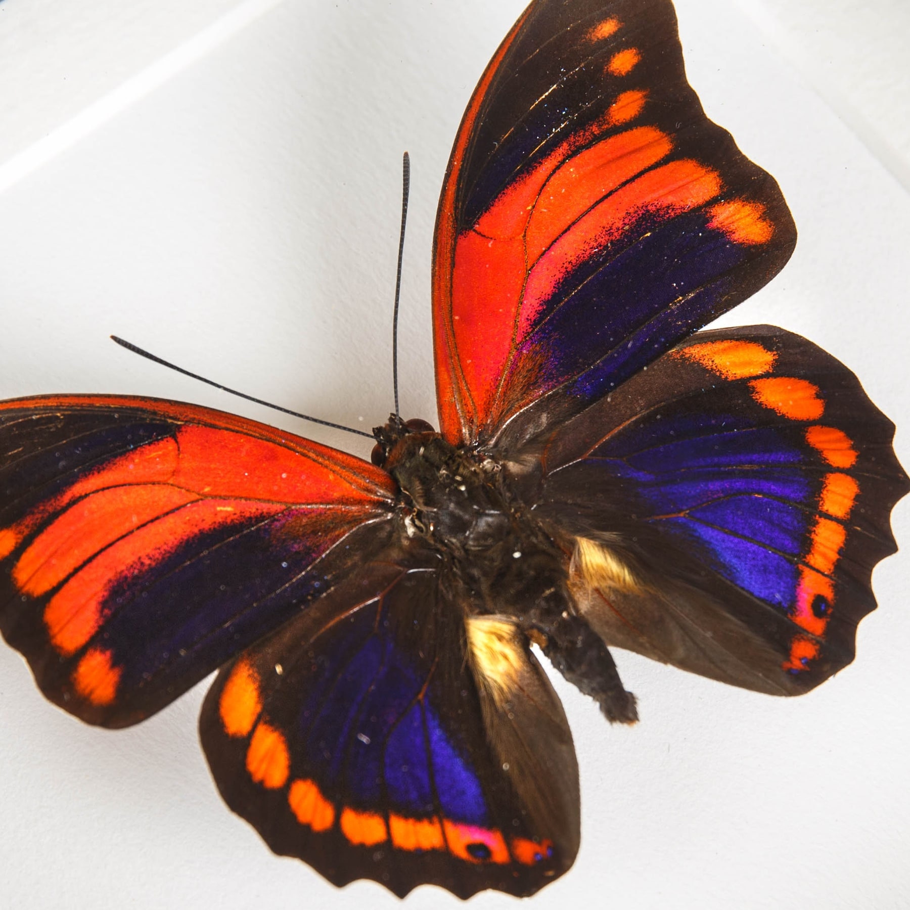 標本 Peru Prepona praeneste 84mm Prepona Praeneste Butterfly From Peru in Box Frame - Etsy