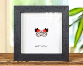 May include: A framed butterfly specimen, featuring a black frame and a white mat. The butterfly has red and black wings with a unique pattern. The text "DIAETHRIA NEGLECTA Cramer's Eighty-Eight" is printed below the butterfly.