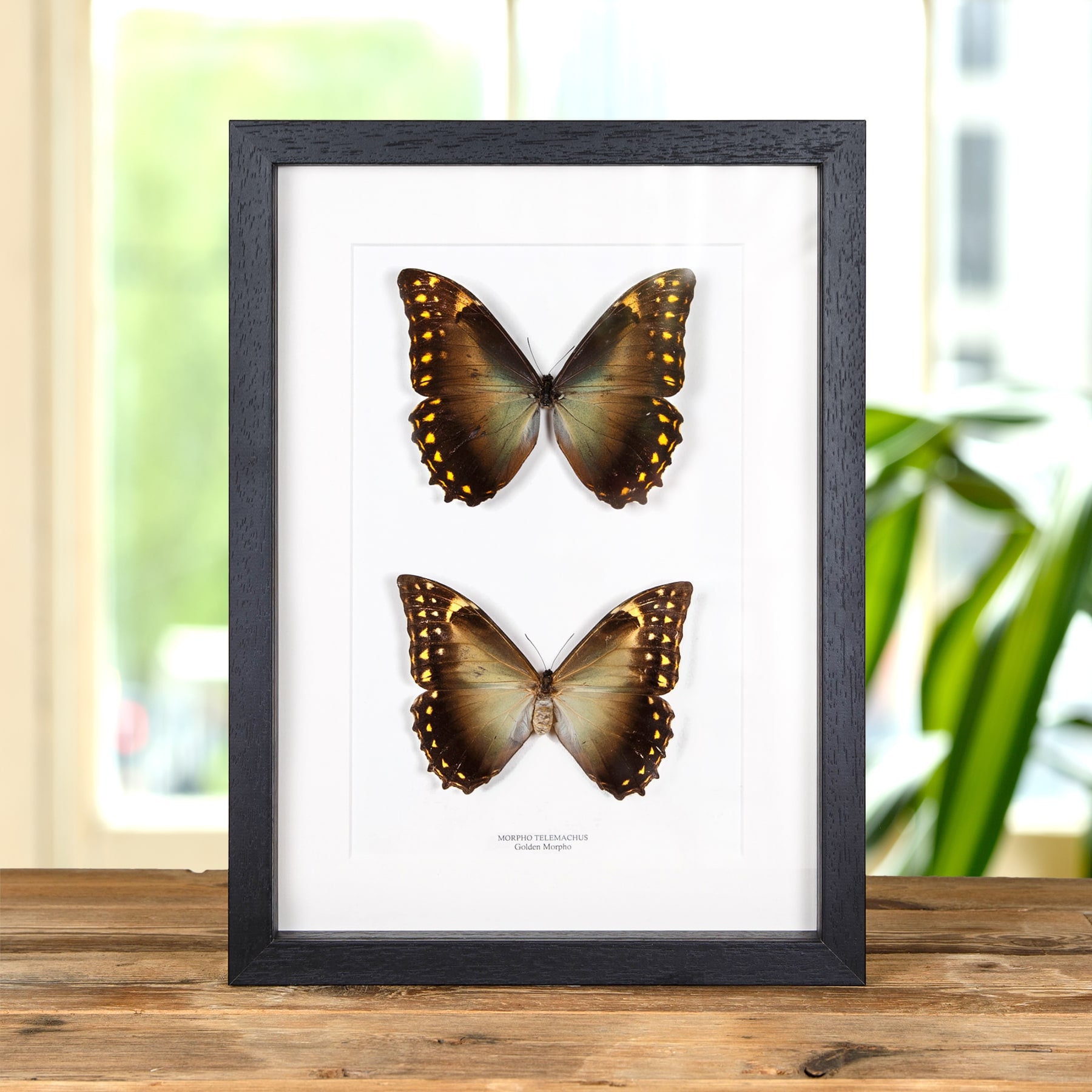 カキカモルフォ♂ Golden Morpho Butterfly Male & Female Pair in Box Frame (morpho
