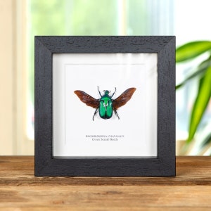 Green Scarab Beetle In Box Frame (Rhomborhina chatanayi)