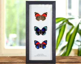 Puede incluir: Un marco negro que muestra tres mariposas de colores vibrantes. Las mariposas están dispuestas verticalmente, cada una con patrones únicos de rojo, azul y negro. El marco es negro y el fondo es blanco. El texto en la parte inferior dice "AGRIAS CLAUDIA".