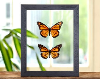 Goliath Birdwing Butterfly,framed Butterfly, Framed Insect, Real