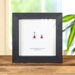 Giraffe Weevil In Box Frame (Trachelophorus giraffa)