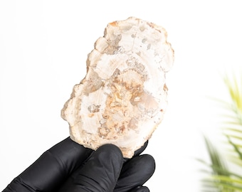Petrified Wood (Araucarioxylon arizonicum)