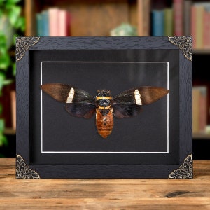 Omlijsting cicade in barokstijl (Tosena albata)