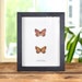 see more listings in the Butterfly Frames section