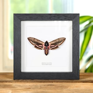 May include: A framed Privet Hawk moth specimen, featuring a detailed insect with brown and pink wings, set against a white background. The black frame adds a classic touch to this nature-themed artwork. The text "SPHINX LIGUSTRI" and "Privet Hawk-moth" is visible.