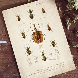 Beetle Print, Antique Beetle Print, Antique Beetle Print, Vintage Entomology Print Wall Art - A4, A3, A2