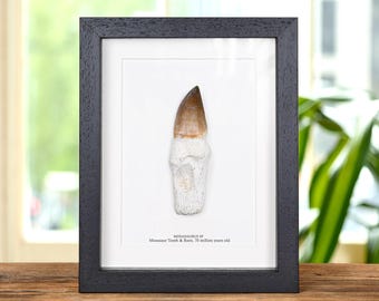 XL Original Rooted Mosasaur Tooth In Box Frame (Mosasauridae sp)