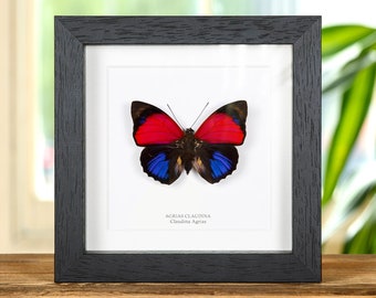 Claudina Agrias Butterfly in Box Frame (Agrias claudina)