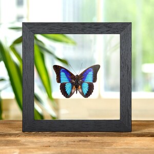 Shaded-blue Leafwing in Clear Glass Frame (Prepona Laertes octavia)