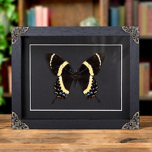 Magnificent Swallowtail In Baroque Style Box Frame (Papilio garamas)