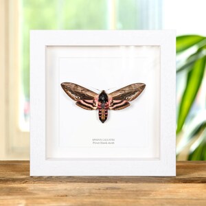 May include: A framed Privet Hawk-moth specimen. The moth has brown and pink wings with black stripes. The frame is white and square, with the moth centered on a white background. The text "SPHINX LIGUSTRI Privet Hawk-moth" is below the moth.