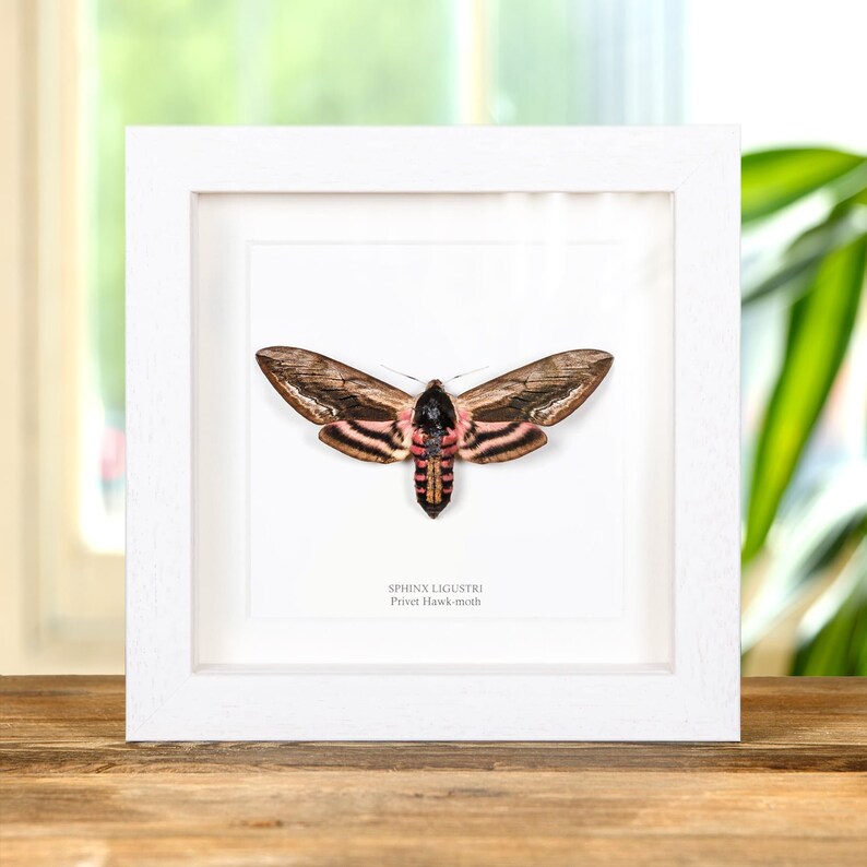 May include: A framed Privet Hawk-moth specimen. The moth has brown and pink wings with black stripes. The frame is white and square, with the moth centered on a white background. The text "SPHINX LIGUSTRI Privet Hawk-moth" is below the moth.