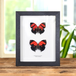 Rare Scarlet Leafwing butterfly framed taxidermy deals - Siderone nemesis - female