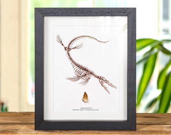 Mosasaur Dinosaur Tooth Fossil &amp; Illustration (Mosasauridae sp)