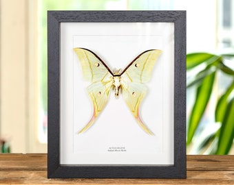 Indian Moon Moth In Box Frame (Actias selene)
