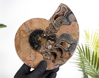 Rare 7.5 Inch Black Ammonite Cut &amp; Polished Fossil (Cleoniceras sp)