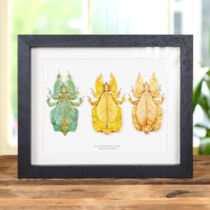 May include: A framed artwork featuring three Phyllium bioculatum, or Gray's Leaf Insects, in shades of green, yellow, and tan. The insects are displayed on a white background within a black frame, creating a striking contrast. The artwork is displayed on a wooden surface.