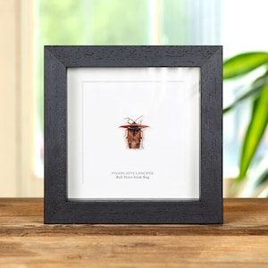 Bull Horn Stink Bug In Box Frame (Pygoplatys lancifer)