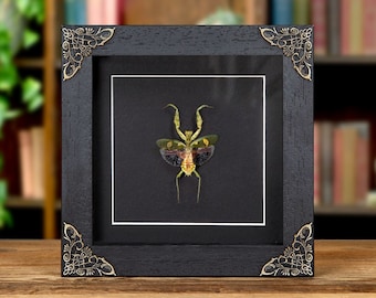 Female Jewelled Flower Mantis In Baroque Style Frame